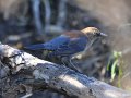Rusty Blackbird